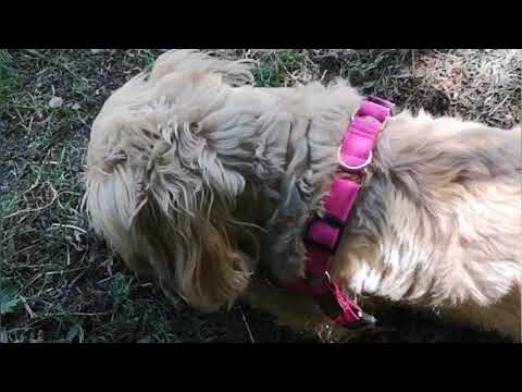 Senderismo con Perros: Mejores Rutas en Bagergue